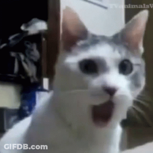 A Close Up Of A Cat 'S Face With Its Mouth Wide Open GIF