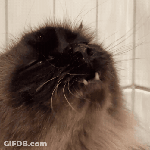 A Close Up Of A Cat 'S Face With Its Mouth Wide Open GIF