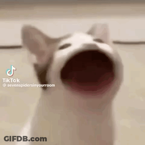 A Close Up Of A Cat 'S Face With Its Mouth Wide Open . GIF