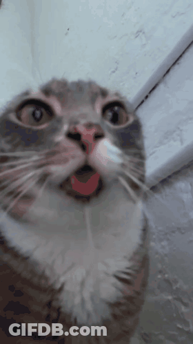 A Close Up Of A Cat 'S Face With Its Mouth Wide Open GIF