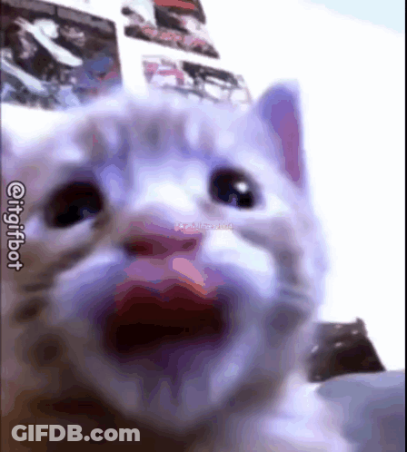A Close Up Of A Cat 'S Face With Its Mouth Wide Open . GIF
