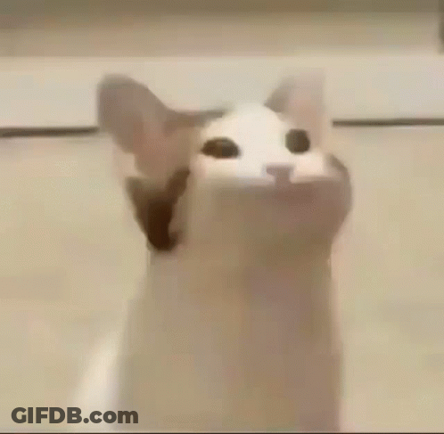 A Close Up Of A Cat 'S Face With Its Mouth Wide Open . GIF