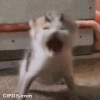 A Close Up Of A Cat 'S Face With Its Mouth Wide Open . GIF