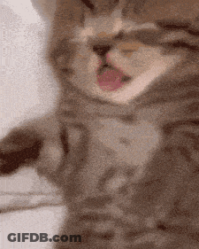 A Close Up Of A Cat 'S Face With Its Tongue Out GIF