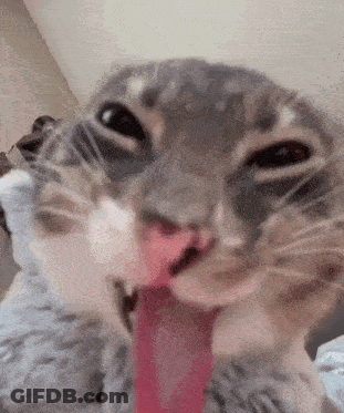 A Close Up Of A Cat 'S Face With Its Tongue Out GIF