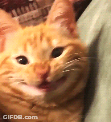 A Close Up Of A Cat 'S Face With Its Tongue Out GIF