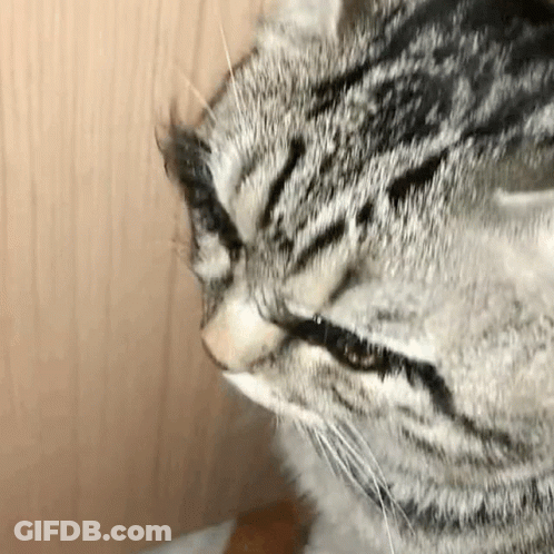 A Close Up Of A Cat 'S Face With Its Tongue Out . GIF