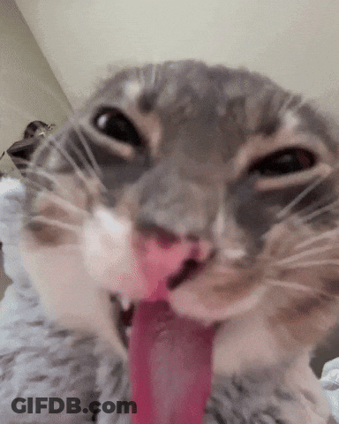 A Close Up Of A Cat 'S Face With Its Tongue Out GIF