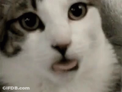 A Close Up Of A Cat 'S Face With Its Tongue Sticking Out And Looking At The Camera . GIF