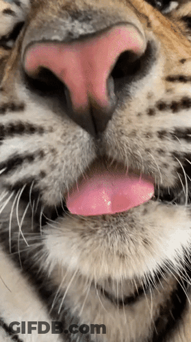 A Close Up Of A Cat 'S Face With Its Tongue Sticking Out GIF