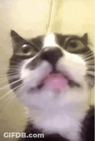 A Close Up Of A Cat 'S Face With Its Tongue Sticking Out GIF