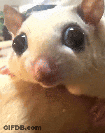 A Close Up Of A Cat 'S Face With Large Eyes GIF