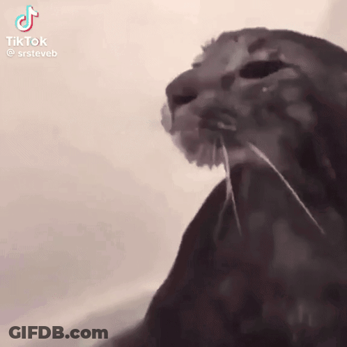 A Close Up Of A Cat 'S Face With Long Whiskers . GIF