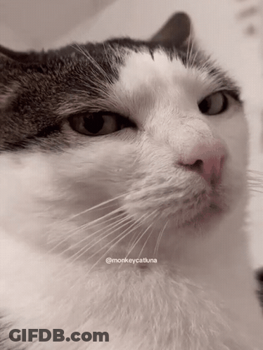 A Close Up Of A Cat 'S Face With Monkeycatluna Written On The Bottom GIF