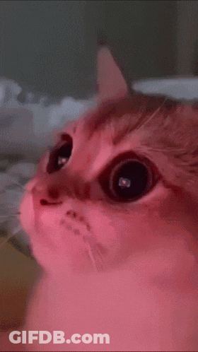 A Close Up Of A Cat 'S Face With Pink Eyes GIF