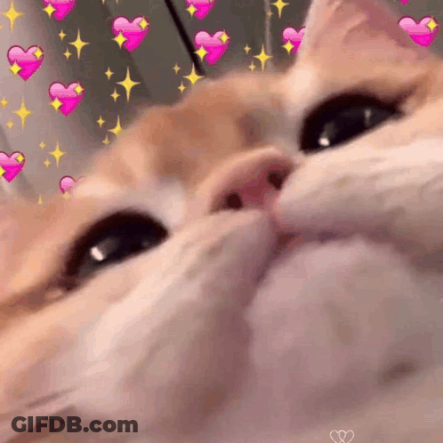 A Close Up Of A Cat 'S Face With Pink Hearts And Stars Around It GIF