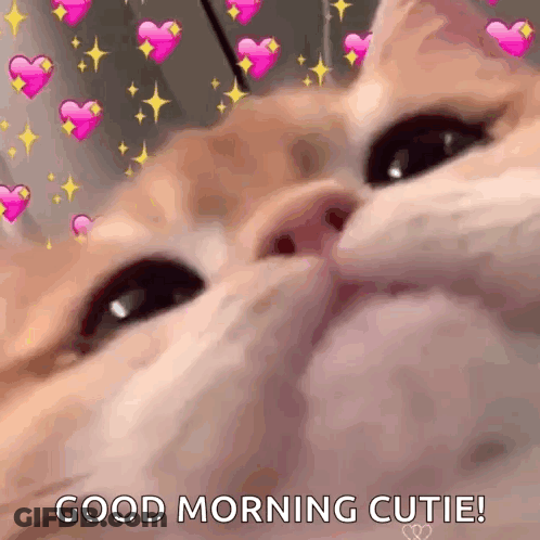 A Close Up Of A Cat 'S Face With Pink Hearts On It . GIF