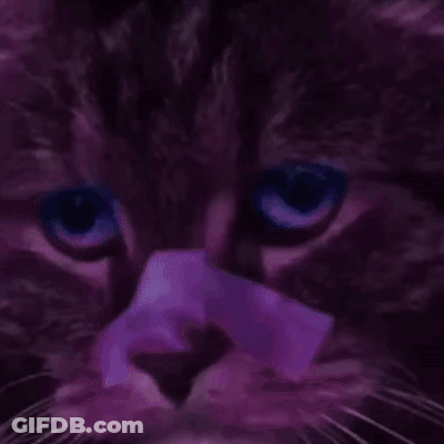 A Close Up Of A Cat 'S Face With Purple Eyes GIF