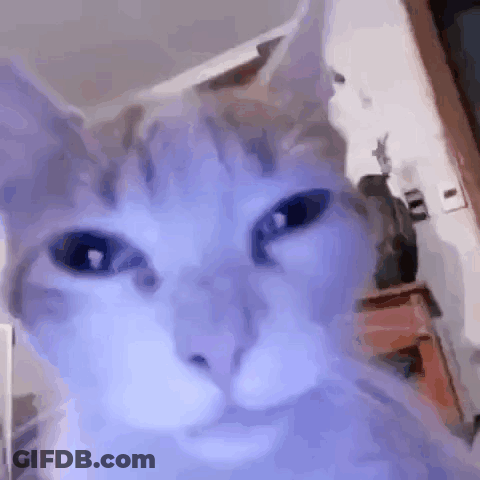 A Close Up Of A Cat 'S Face With Purple Eyes And A Purple Background . GIF