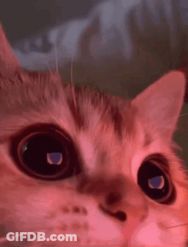 A Close Up Of A Cat 'S Face With Red Eyes . GIF