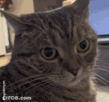 A Close Up Of A Cat 'S Face With Ringodernya.com In The Bottom Right Corner GIF