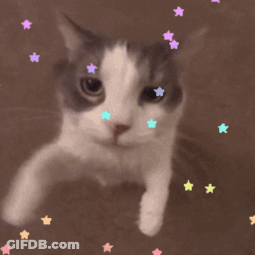 A Close Up Of A Cat 'S Face With Stars Around It GIF