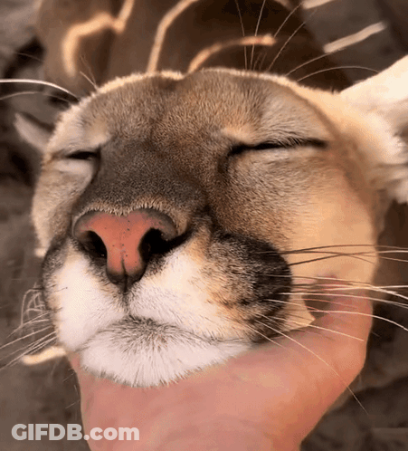 A Close Up Of A Cat 'S Face With The Eyes Closed GIF