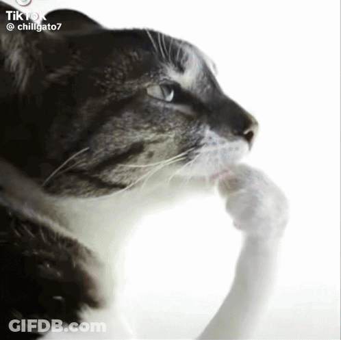 A Close Up Of A Cat 'S Face With The Hashtag Chillgato7 GIF