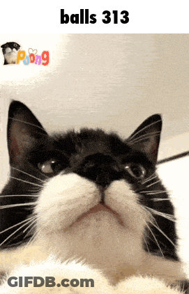 A Close Up Of A Cat 'S Face With The Text Balls 313 Above It GIF