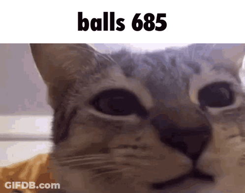 A Close Up Of A Cat 'S Face With The Text Balls 685 Above It GIF