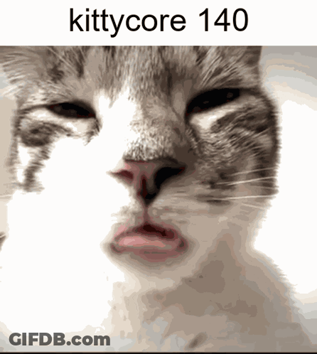 A Close Up Of A Cat 'S Face With The Text Kittycore 140 Above It GIF