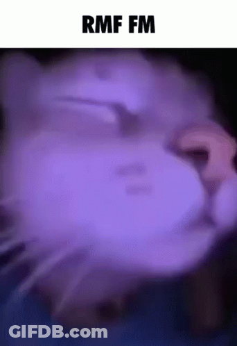 A Close Up Of A Cat 'S Face With The Text Rmf Fm Above It GIF