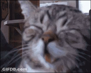 A Close Up Of A Cat 'S Face With The Website 4Gifs.com In The Lower Right Corner GIF