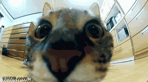 A Close Up Of A Cat 'S Face With The Website Vayagif.com Visible GIF