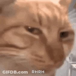 A Close Up Of A Cat 'S Face With The Word Rhrh Written On It . GIF