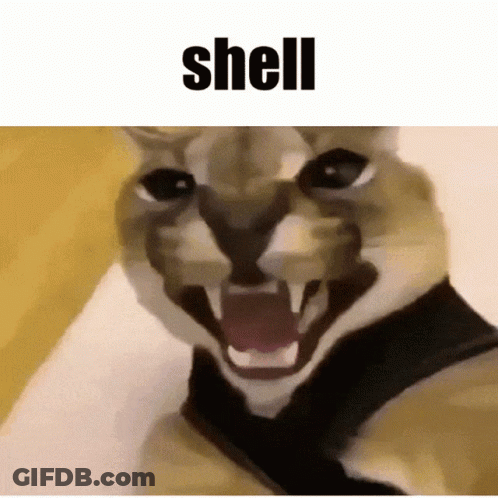 A Close Up Of A Cat 'S Face With The Word Shell Below It GIF