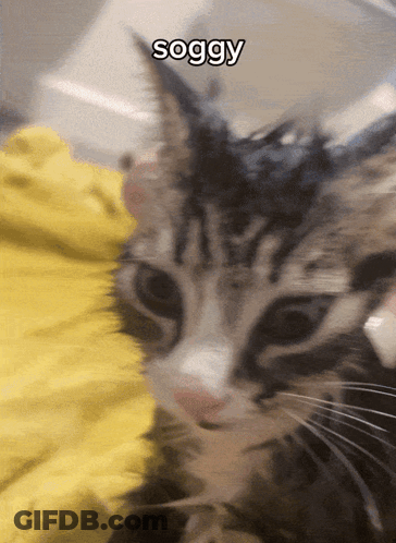 A Close Up Of A Cat 'S Face With The Word Soggy Above It GIF