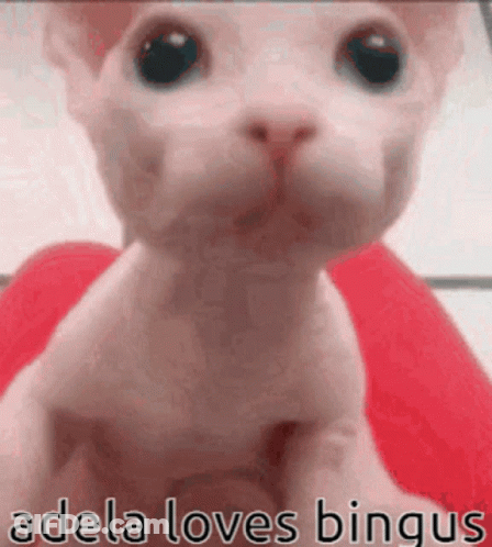 A Close Up Of A Cat 'S Face With The Words `` Adela Loves Bingus '' Written Below It . GIF