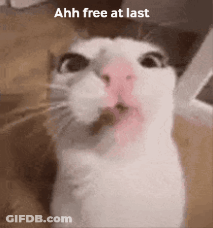 A Close Up Of A Cat 'S Face With The Words Ahh Free At Last On The Bottom GIF
