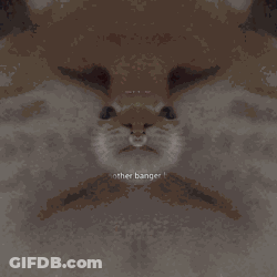 A Close Up Of A Cat 'S Face With The Words " Another Banger " Below It GIF