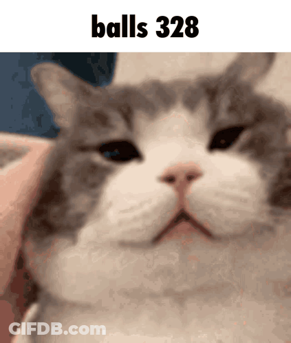 A Close Up Of A Cat 'S Face With The Words Balls 328 Below It GIF