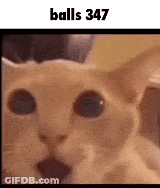 A Close Up Of A Cat 'S Face With The Words " Balls 347 " Above It GIF