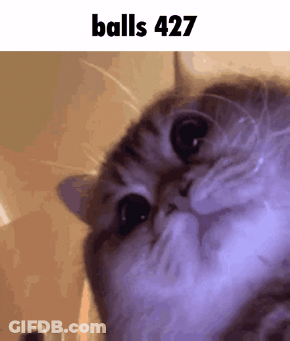 A Close Up Of A Cat 'S Face With The Words Balls 427 Written Above It GIF