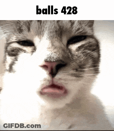 A Close Up Of A Cat 'S Face With The Words " Balls 428 " Above It GIF