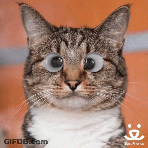 A Close Up Of A Cat 'S Face With The Words Best Friends On The Bottom GIF