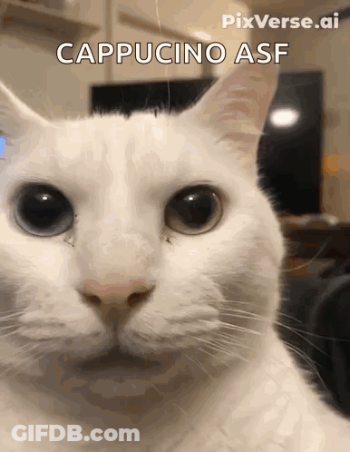A Close Up Of A Cat 'S Face With The Words Cappuccino Asf Above It GIF