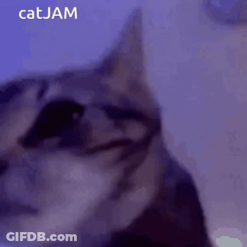 A Close Up Of A Cat 'S Face With The Words Catjam Below It GIF