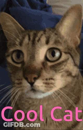A Close Up Of A Cat 'S Face With The Words Cool Cat Below It GIF