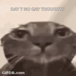 A Close Up Of A Cat 'S Face With The Words `` Day 7 No Gay Thoughts '' . GIF