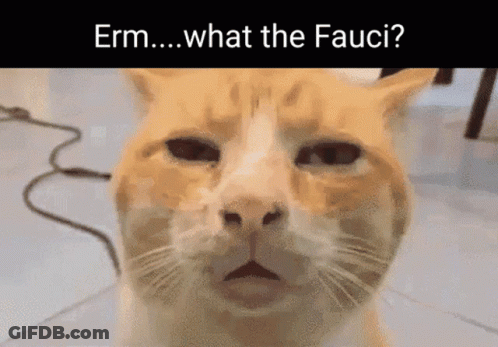 A Close Up Of A Cat 'S Face With The Words " Erm What The Fauci " Below It GIF
